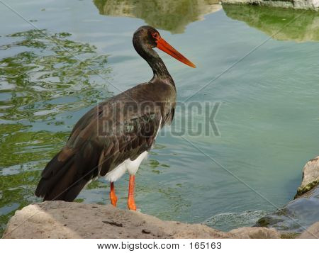 Black_stork
