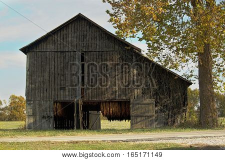 Barn with doors open to allow air circulation for curing the tobacco. This is a common late summer and fall sight in western Kentucky.