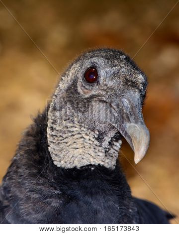 American black vulture (Coragyps atratus) bokeh background. Closeup shows details of head neck and eye.