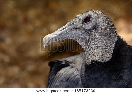 American black vulture (Coragyps atratus) bokeh background. Closeup shows details of head neck and eye.