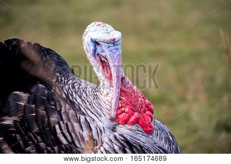 turkey graze close up in the village.