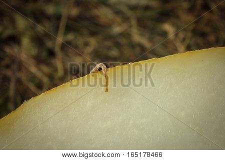 small caterpillar is on the yellow melon