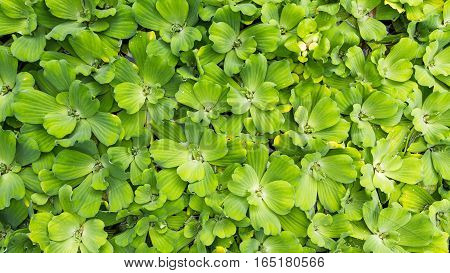 Green Leaves Background