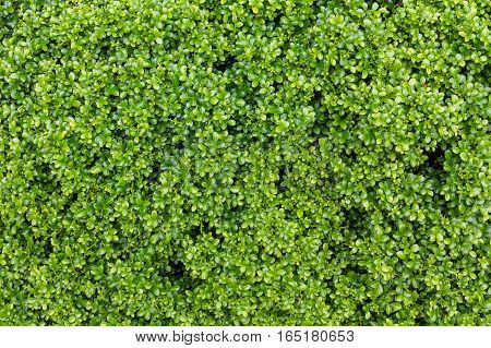 Green Leaves Background