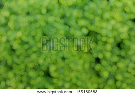 Bokeh Pattern Green Leaves Background, Blur Abstract Green Leaf