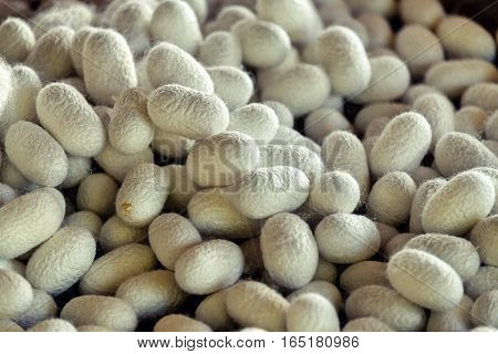 Silkworm Fibers In The Fabric Industry.
