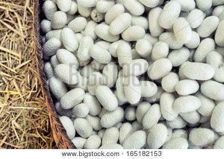 Silkworm Fibers In The Fabric Industry.