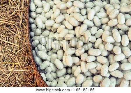 Silkworm Fibers In The Fabric Industry.