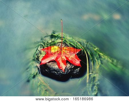 Caught Yellow Orange Maple Leaf On  Long Green Algae Stone. Colorful Symbol