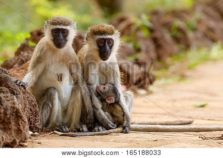 Pair of vervet monkeys with a nursing infant looking at the camera with out of focus background at Samburu National Reserve Kenya