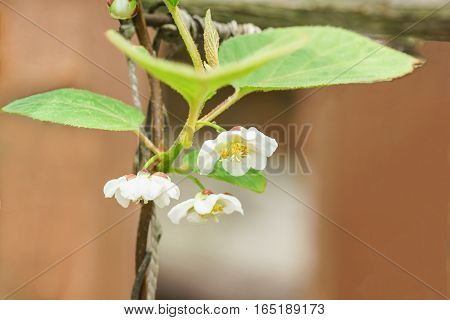 A branch of the Chinese Magnolia vine (lat. Schisandra chinensis) flowers