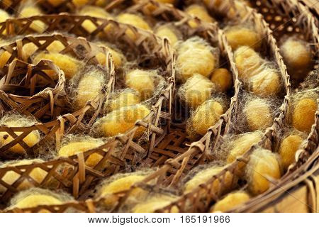 Silkworm Fibers In The Fabric Industry.