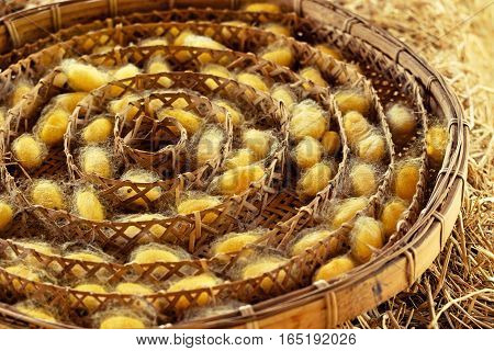 Silkworm Fibers In The Fabric Industry.