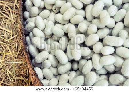 Silkworm Fibers In The Fabric Industry.