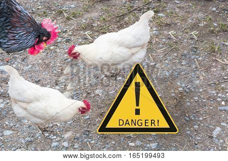 Symbolically general prevention against infections. On the picture warning sign with inscription in english danger and chickens. Concept of avian flu animal experiments antibiotics and vaccinations.