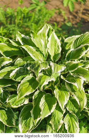 Host wavy (lat. Hosta undulata). vertical green leaves with a white stripe
