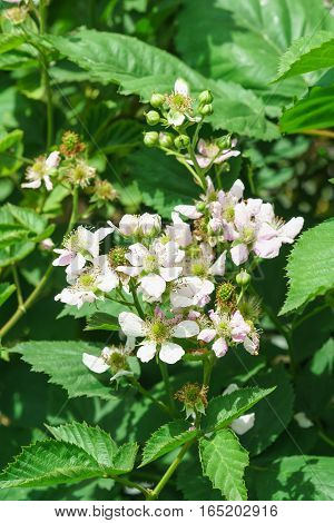 Branch lush flowering BlackBerry (lat. Rubus) in the garden
