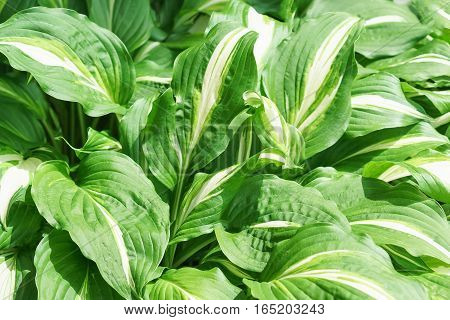 Host wavy Mediovariegata (lat. Hosta undulata Mediovariegata)