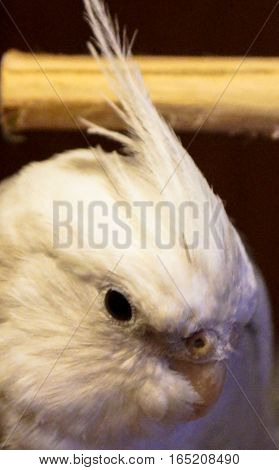 pet angry parrots Corelli bird exotic beautiful