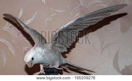 parrot Corelli is ready to fly bird