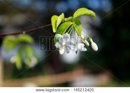 Close up Beautiful flowers Mok in morning light