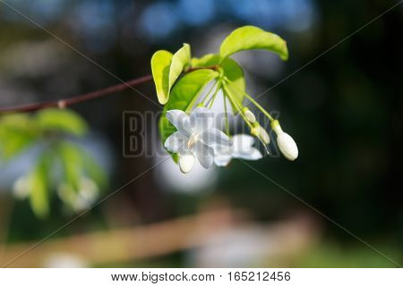 Close up Beautiful flowers Mok in morning light