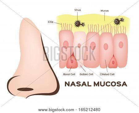 Nasal mucosa cells in nose vector on white background