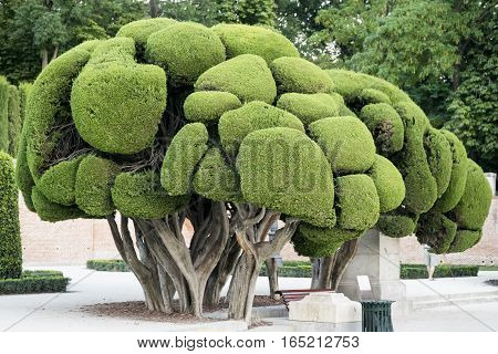 Madrid (Spain): the Park of Buen Retiro at evening. Trees with strange shapes
