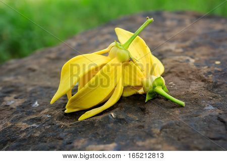 Ylang-ylang Yellow flower on the rock for background