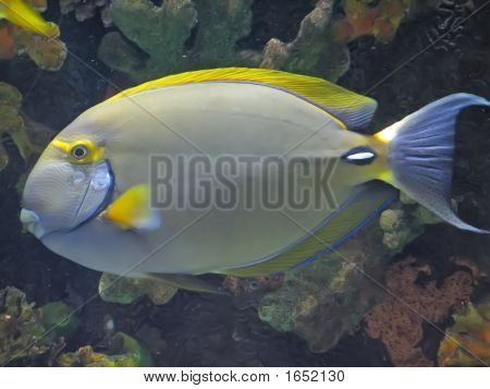 Peces tropicales