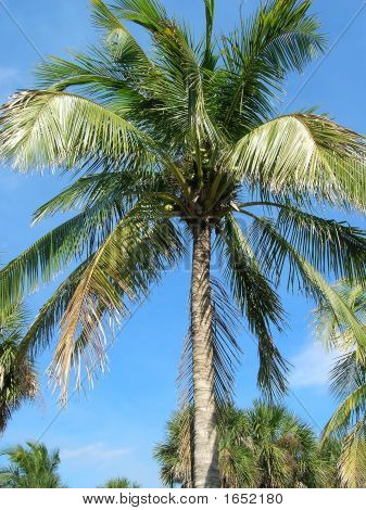 Palmboom
