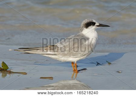 Forster's Tern In Non-breeding Plumage - Florida