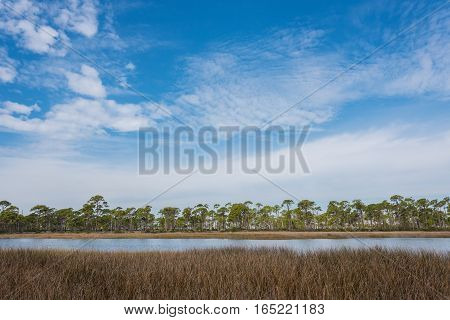 Brown Grass in Masch under Blue Cloudy Sky along the Florida gulf coast