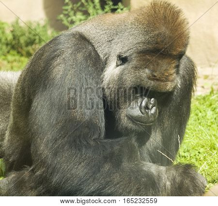 Big black monkey orangutan latin name Pongo pygmaeus.