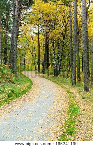 one little road to the water with a lot of three and buitiful leaf in the autumn