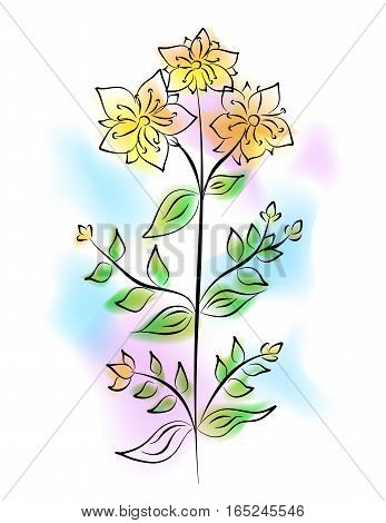 the llustration - the watercolor painting - of the tutsan.