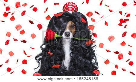 Grooming Dog At The Hairdressers