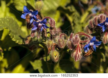 Blue starflower known as Borage officinalis attracts honeybees Apis mellifera in a Southern California garden