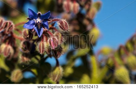 Blue starflower known as Borage officinalis attracts honeybees Apis mellifera in a Southern California garden