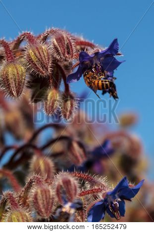 Blue starflower known as Borage officinalis attracts honeybees Apis mellifera in a Southern California garden
