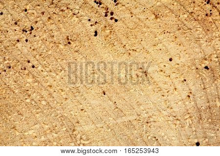 Cut old tree trunk with holes from woodworm. Light brown wooden background in rustic style.