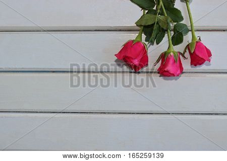 Top view of roses on white wooden board with copy space background for valentines day concept.