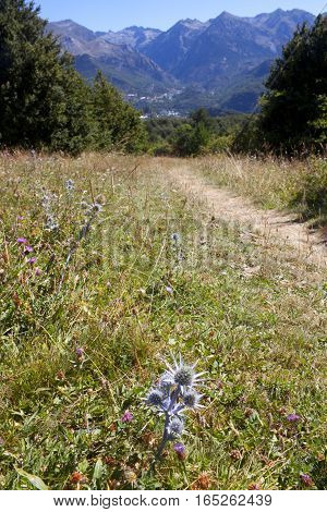 Oxford Blue Thistle In The Middle Of The Field In Pyrenees, Spain