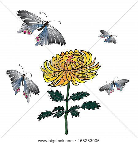Chrysanthemum and butterfly Hand drawn sketched vector illustration. Flower Doodle Flourish graphic with ornate pattern.