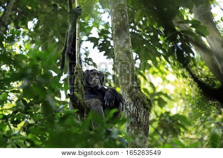 Common Chimpanzee (Pan troglodytes) in a Tree. Kibale Forest Uganda