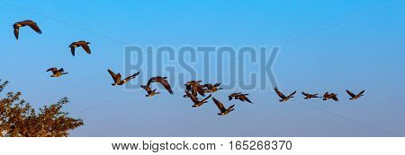 Panoramic image of geese (branta canadensis) flying in a blue sky.