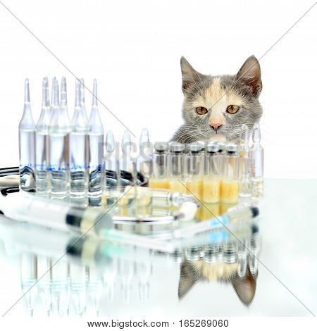 Cat in a veterinary clinic looks at an ampoule with a vaccine. Аnimal treatment