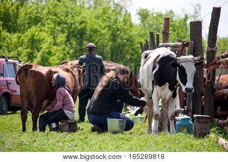 LUGANSK, UKRAINE - JUNE 19, 2016: Two women milk the cows in the village.