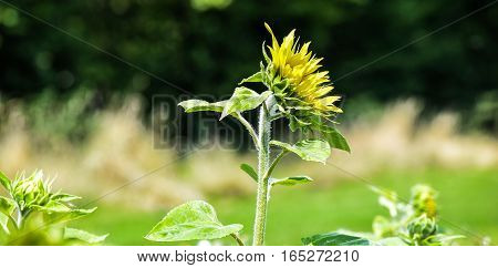 Flower sunflower on the background of meadows and forest.
