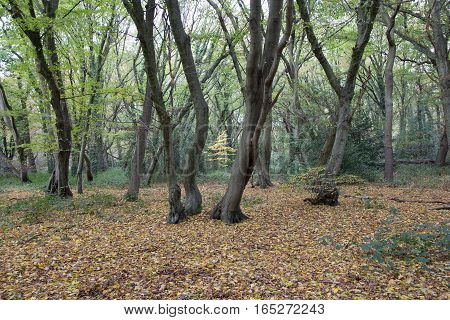 Tree trunks and leafy floor in the forest in fall.